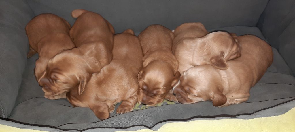 Du Bois Des Coudes - Cocker Spaniel Anglais - Portée née le 02/12/2020