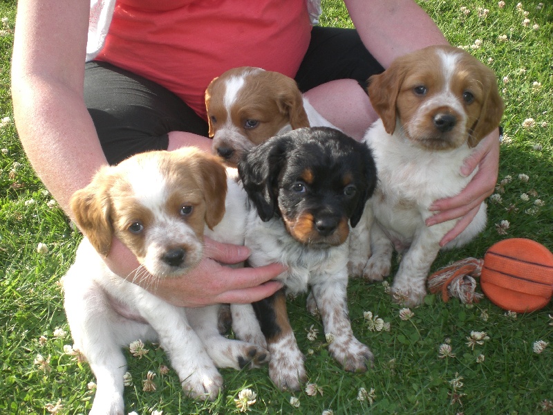 chiot Epagneul Breton Du Bois Des Coudes