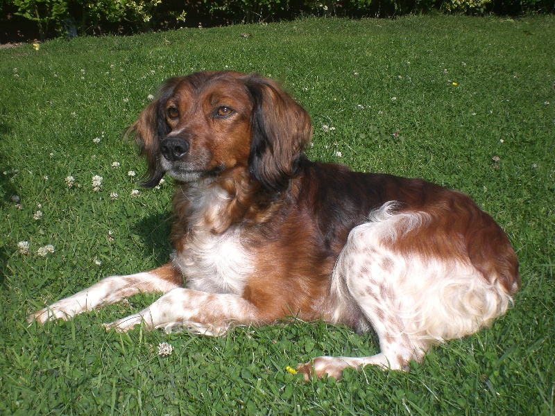 Brune De tremouard