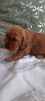CHIOT